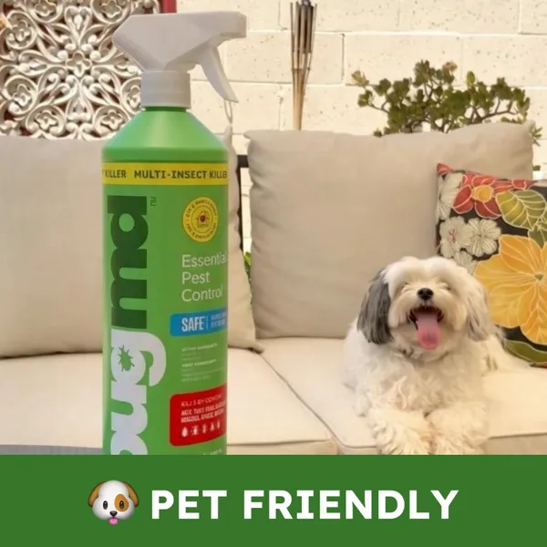 A pet dog relaxing safely in a home treated with BugMD